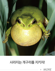 사라지는 개구리를 지키자
