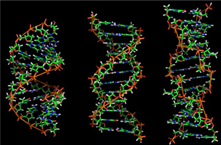 DNA 구조