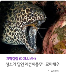 청소의 달인 예쁜이줄무늬꼬마새우